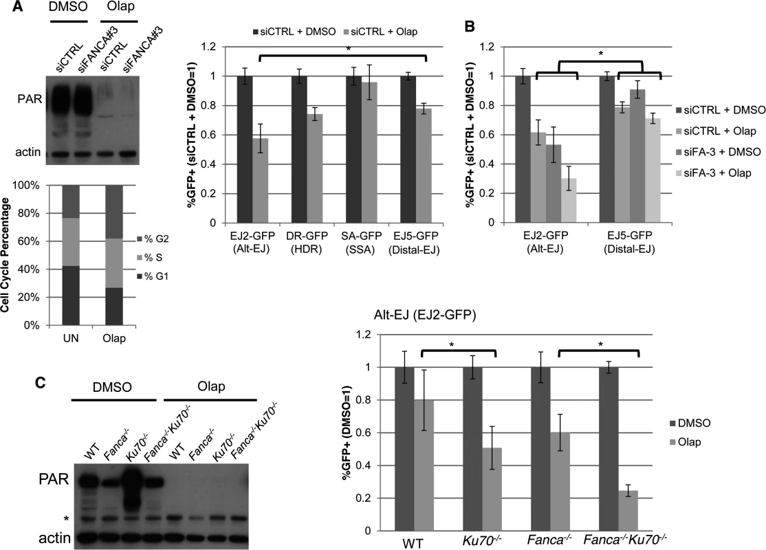 PARP inhibition causes a decrease in Alt-EJ that is enhanced by Ku70 loss.