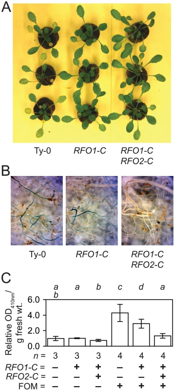 <i>RFO1-C</i> and <i>RFO2-C</i> restrict infection in roots.