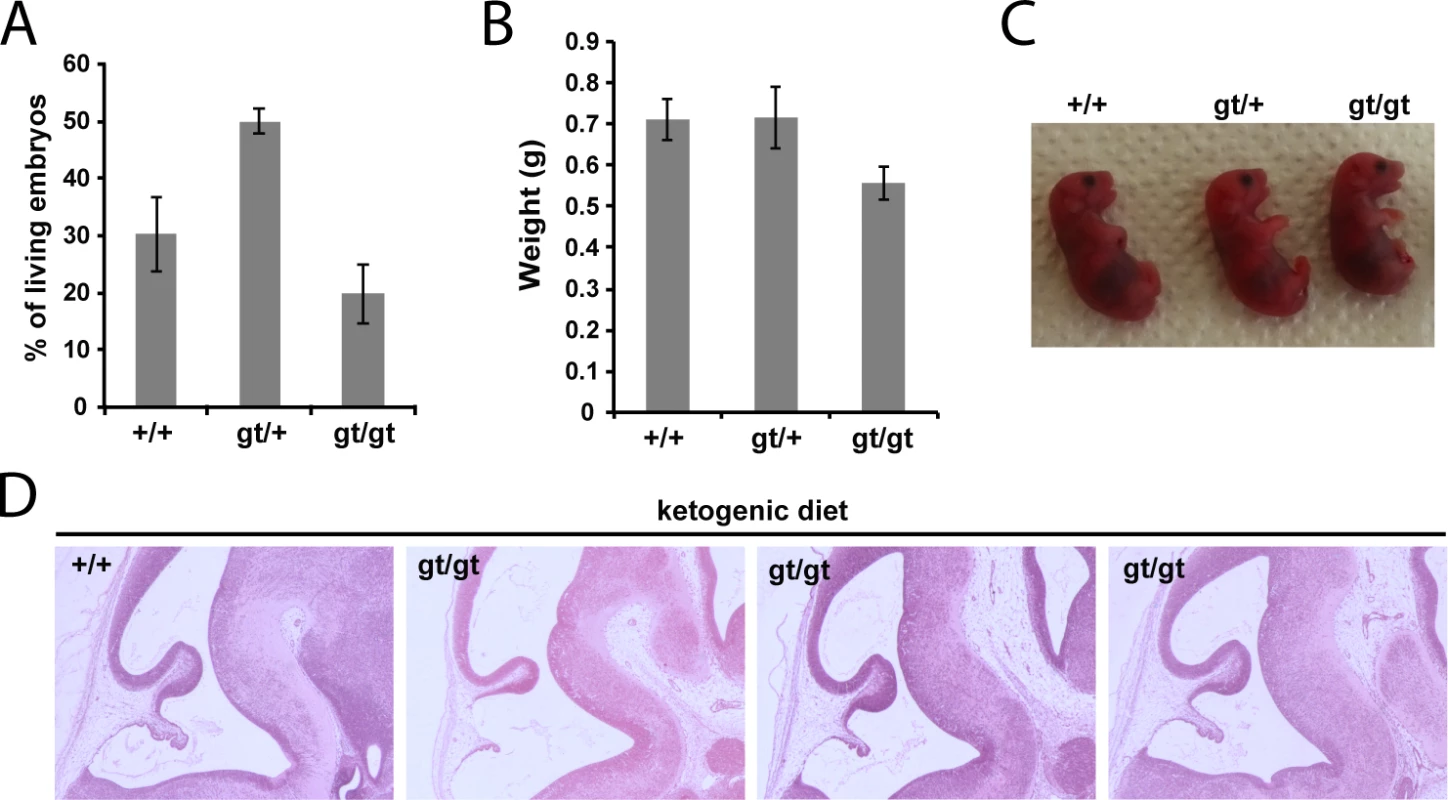 Ketogenic diet rescues embryonic lethality of <i>MPC1</i> disruption.