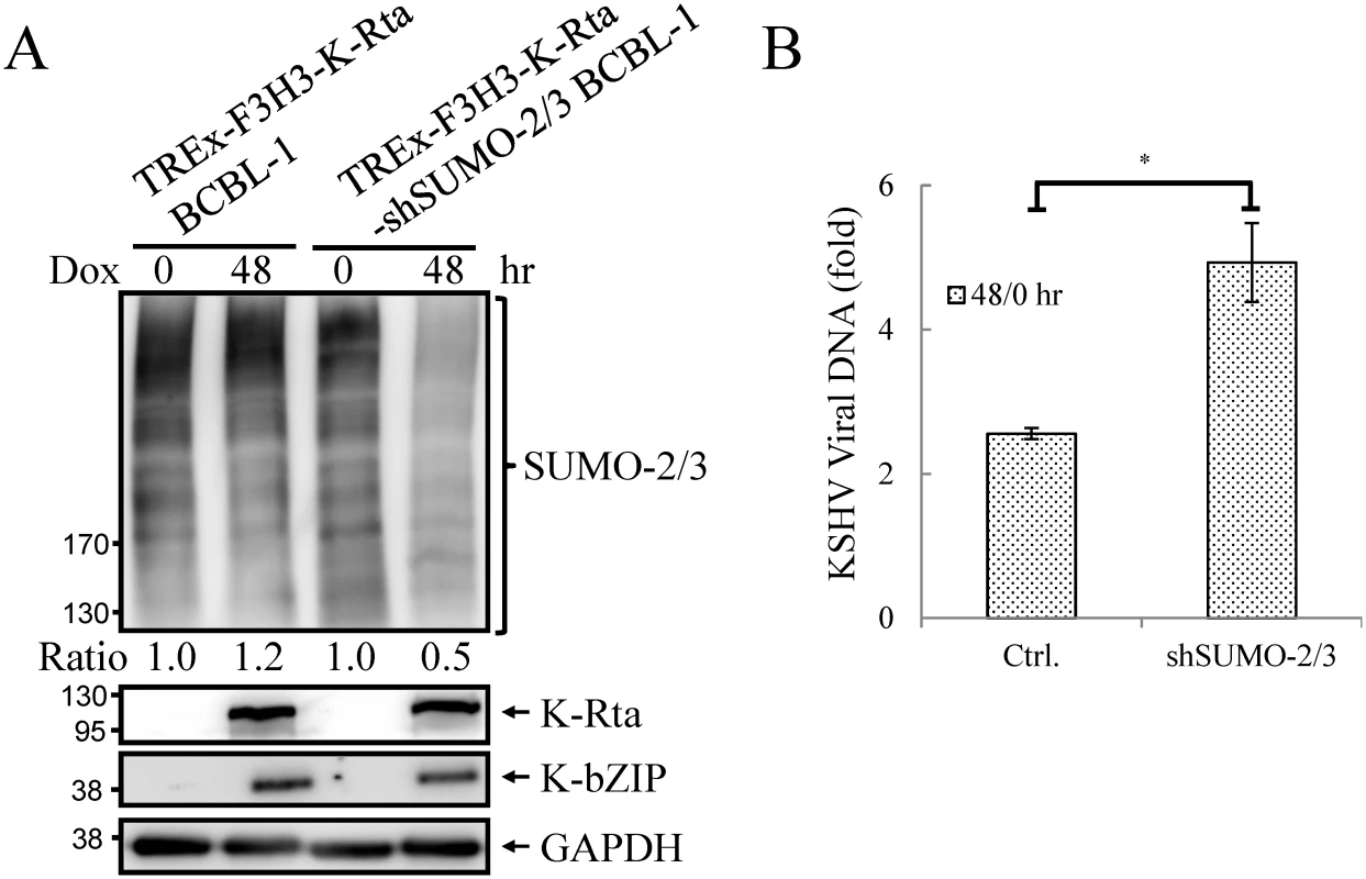 Knockdown SUMO-2/3 enhances KSHV virus production.