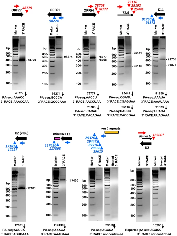 Validation of selected viral pA sites by 3′ RACE.
