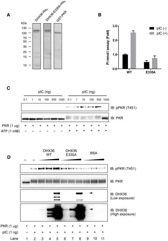 DHX36 augments PKR activation through its ATPase activity <i>in vitro</i>.