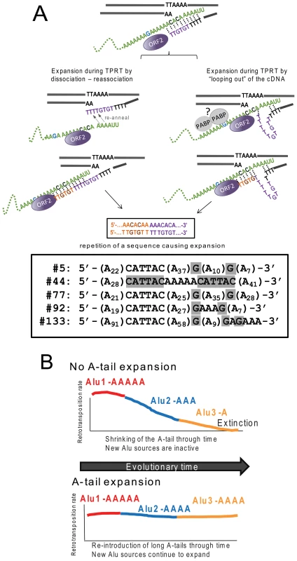 Reverse transcription by L1 ORF2p increases A-tail length of new Alu inserts and helps maintain viable Alu source elements over evolutionary time.