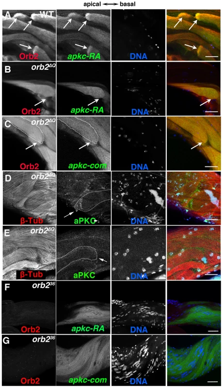 <i>orb2</i> is required for polarized accumulation of <i>apkc-RA</i> mRNA and aPKC protein in spermatid cysts.