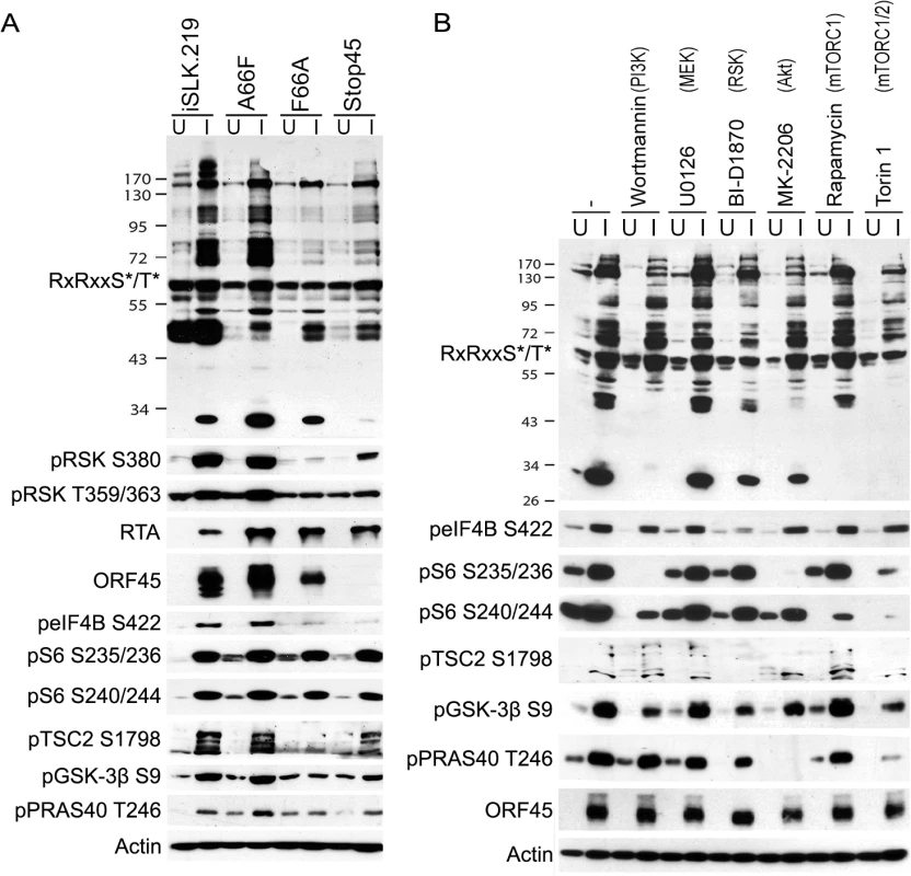 The phosphorylation of several substrates with roles in translational regulation is mediated by ORF45-activated RSK.