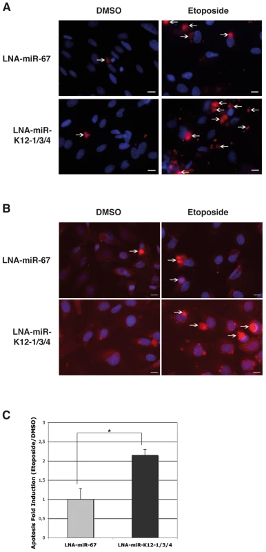 KSHV miRNAs inhibit apoptosis in KSHV-infected endothelial cells.