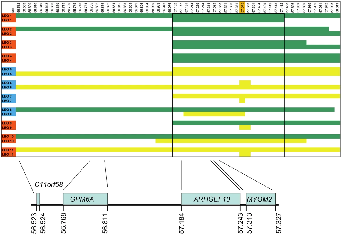 SNP haplotypes and genes from the GWAS identified CFA16 region associated with Leonberger PN.