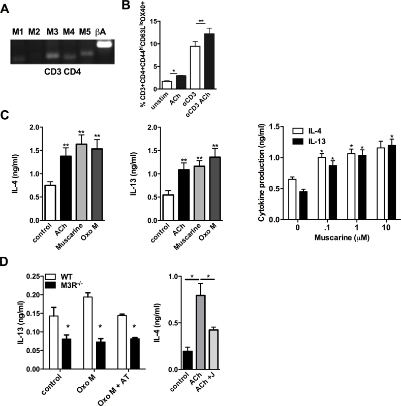 Signalling via the M3R potentiates Th2 cytokine production during <i>N. brasiliensis</i> infection.