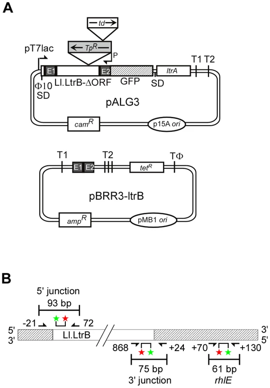 Genetic and Taqman qPCR assays used to identify <i>E. coli</i> mutants deficient in retrohoming.