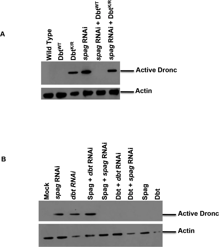 Overexpression of Dbt<sup>WT</sup> can rescue the caspase activation associated with <i>spag</i> RNAi.