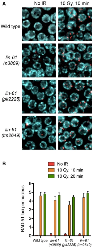 RAD-51 is loaded efficiently in irradiated <i>lin-</i>61 mutants.