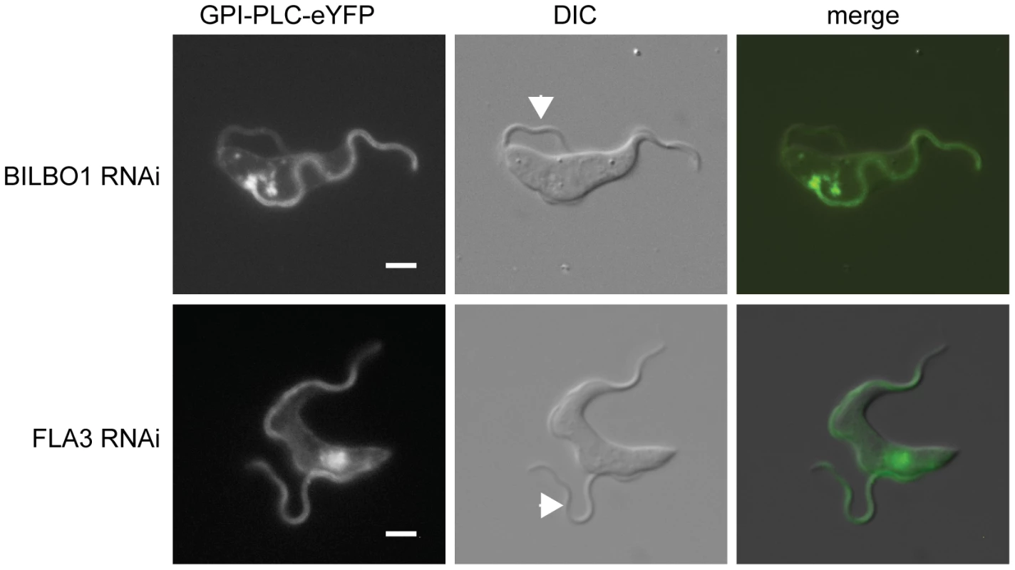An intact FPC is necessary for the maintenance of GPI-PLC flagellar concentration.