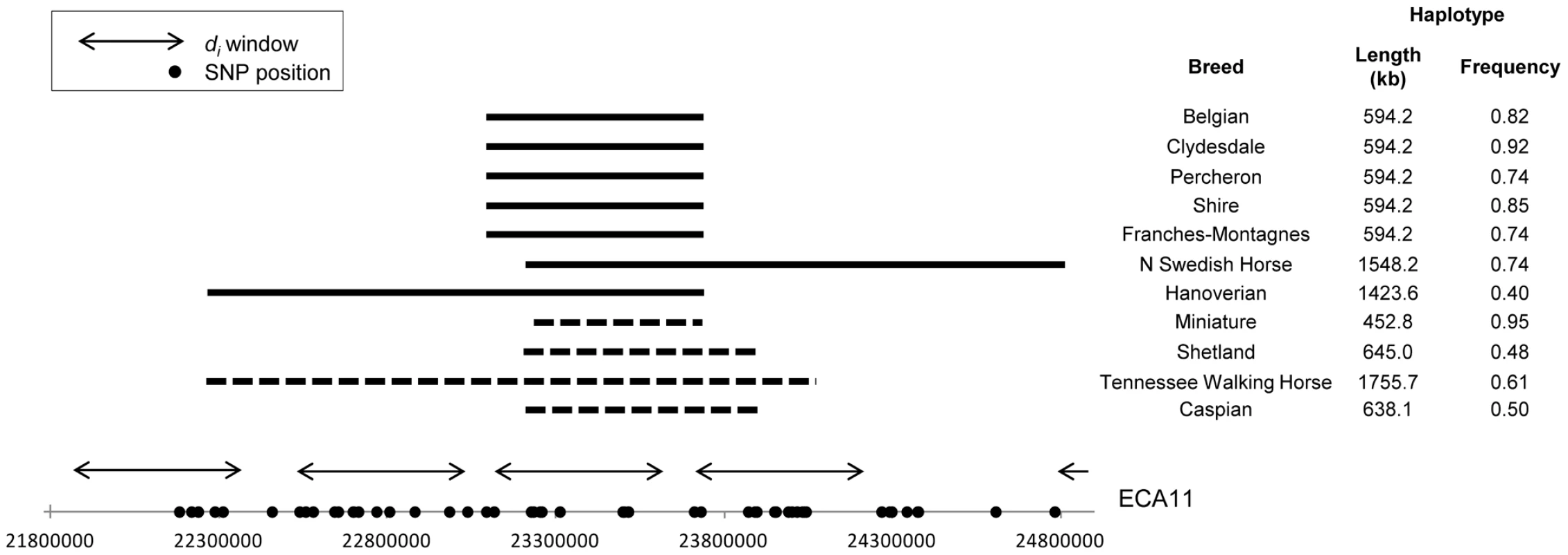 Frequency and location of extended haplotypes on ECA11 in draft breeds and the Miniature.