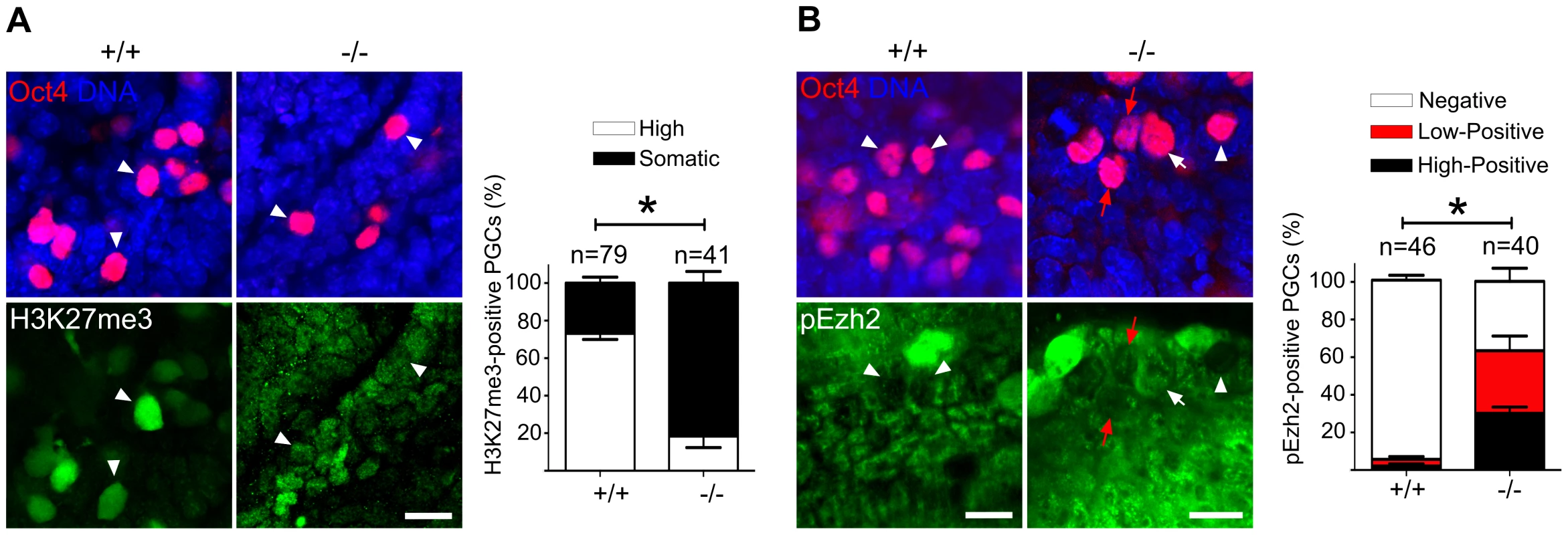 Majority of Mad2l2 deficient PGCs fail to upregulate H3K27me3.