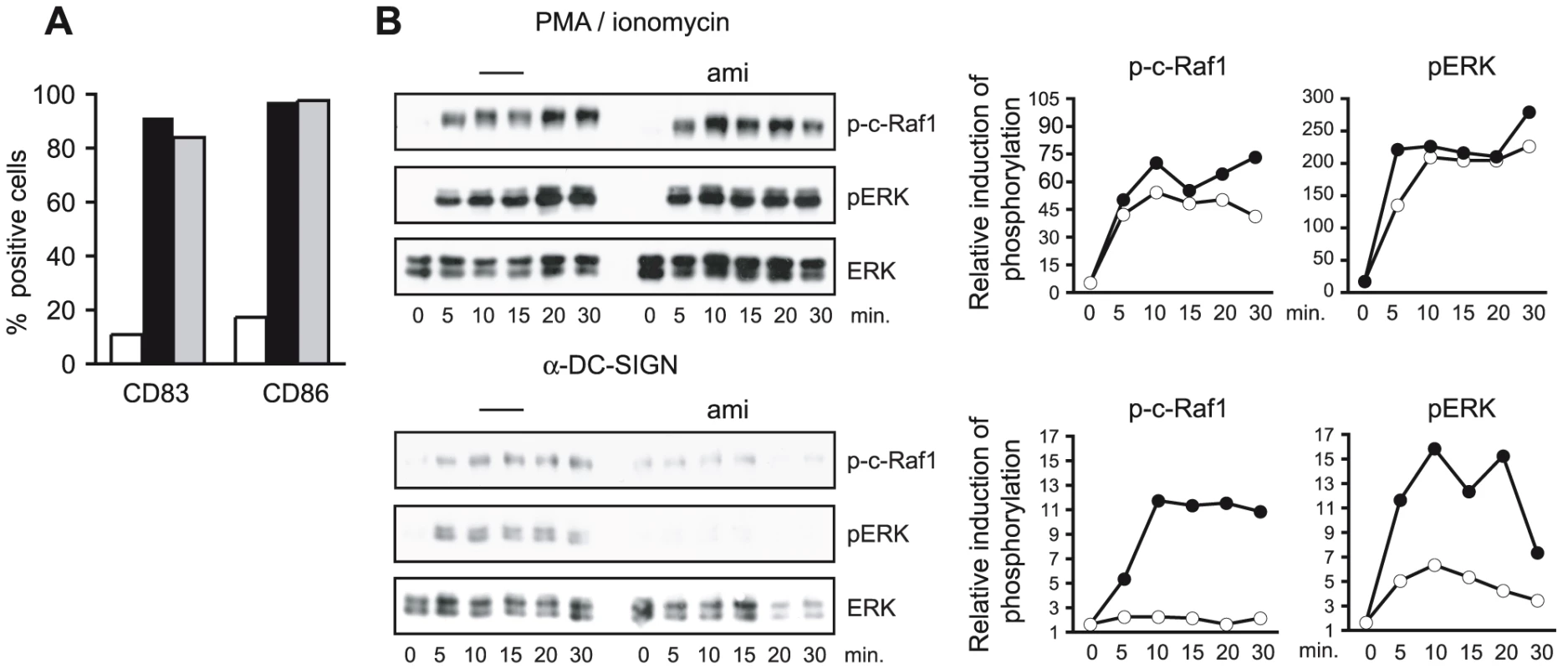ASM activity is essential for DC-SIGN signaling.