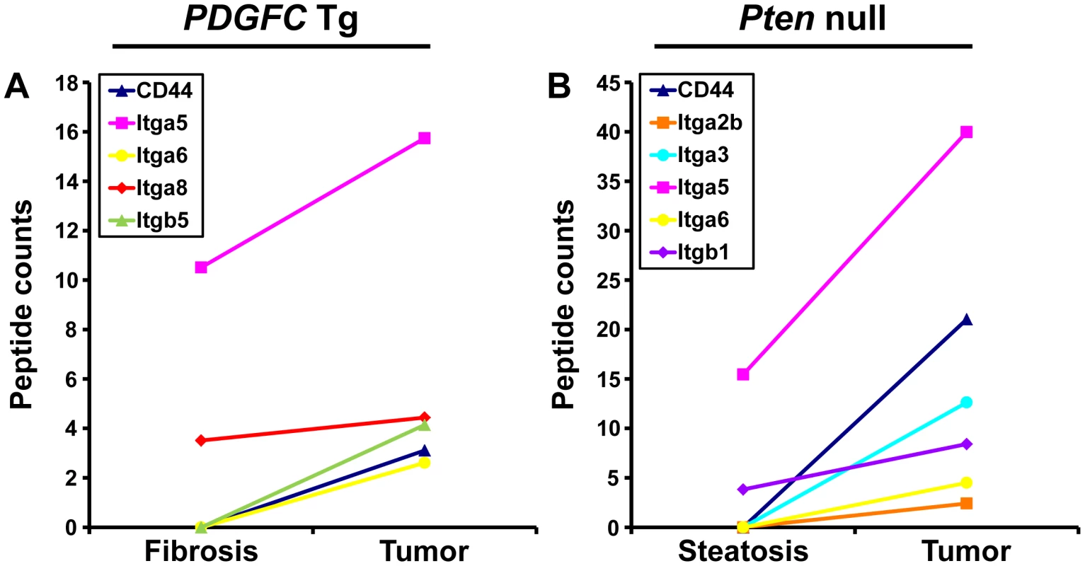 CD44 and integrin proteins up-regulated in <i>PDGFC</i> Tg and <i>Pten</i> null tumors.