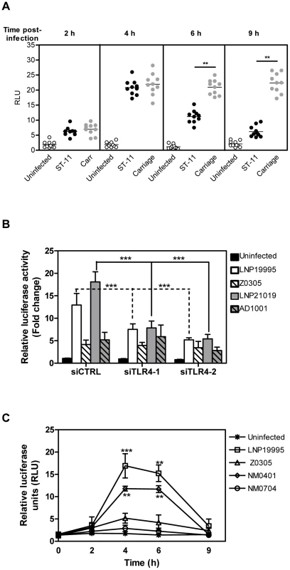 Invasive ST-11 but not carriage isolates impair NF-κB transcriptional and DNA binding activities in Hec-1B cells during the late steps of infection.