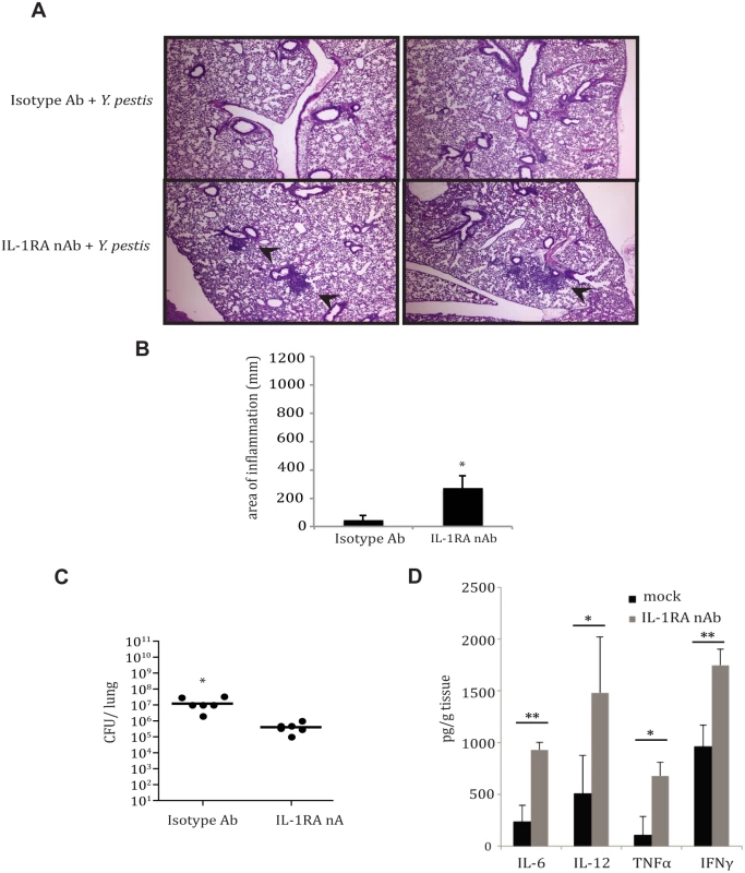 IL-1RA contributes to control of <i>Y</i>. <i>pestis</i> replication and pathology in the lung.
