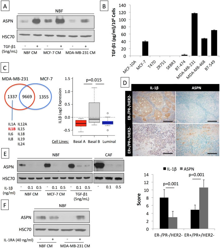 Asporin expression is induced by TGF-β1 and suppressed by IL-1β.