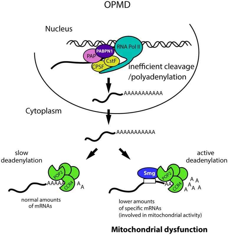 Molecular model of OPMD.