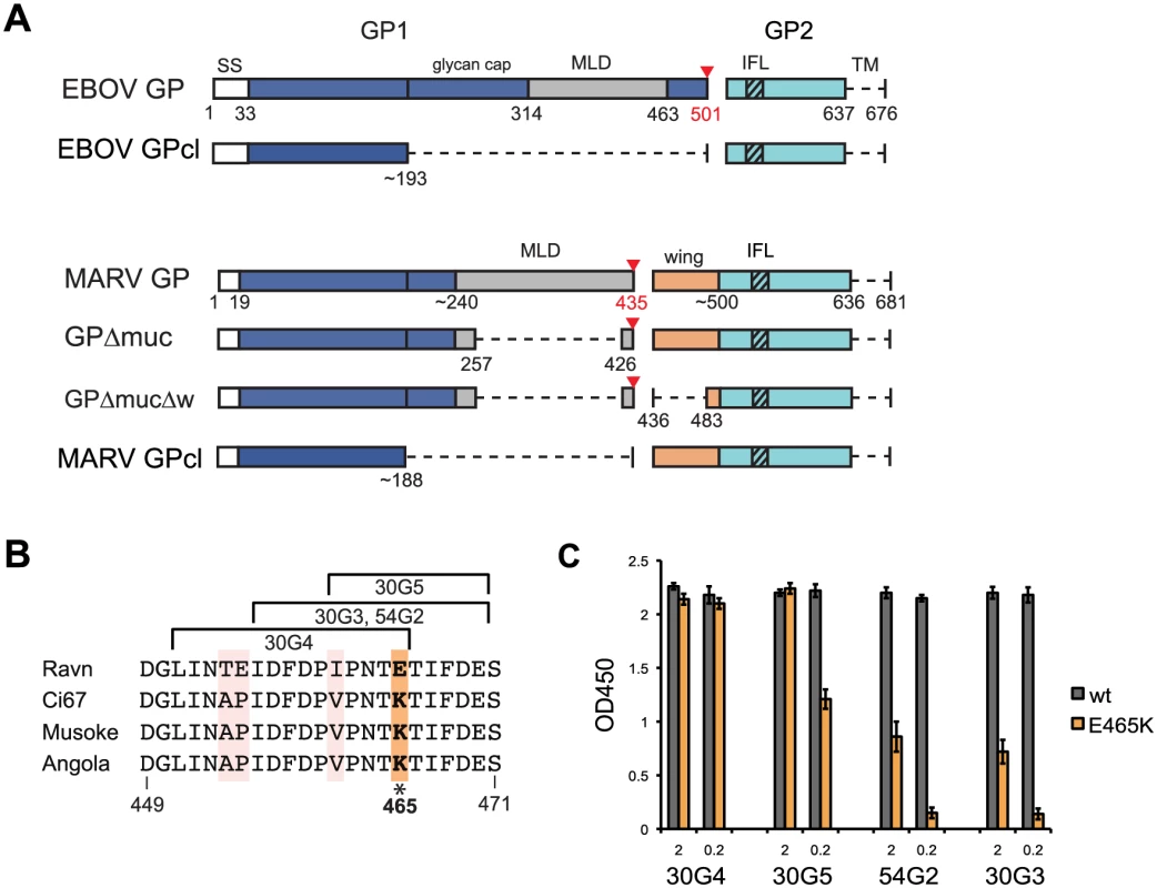 GP schematic and GP2-wing epitope analysis.