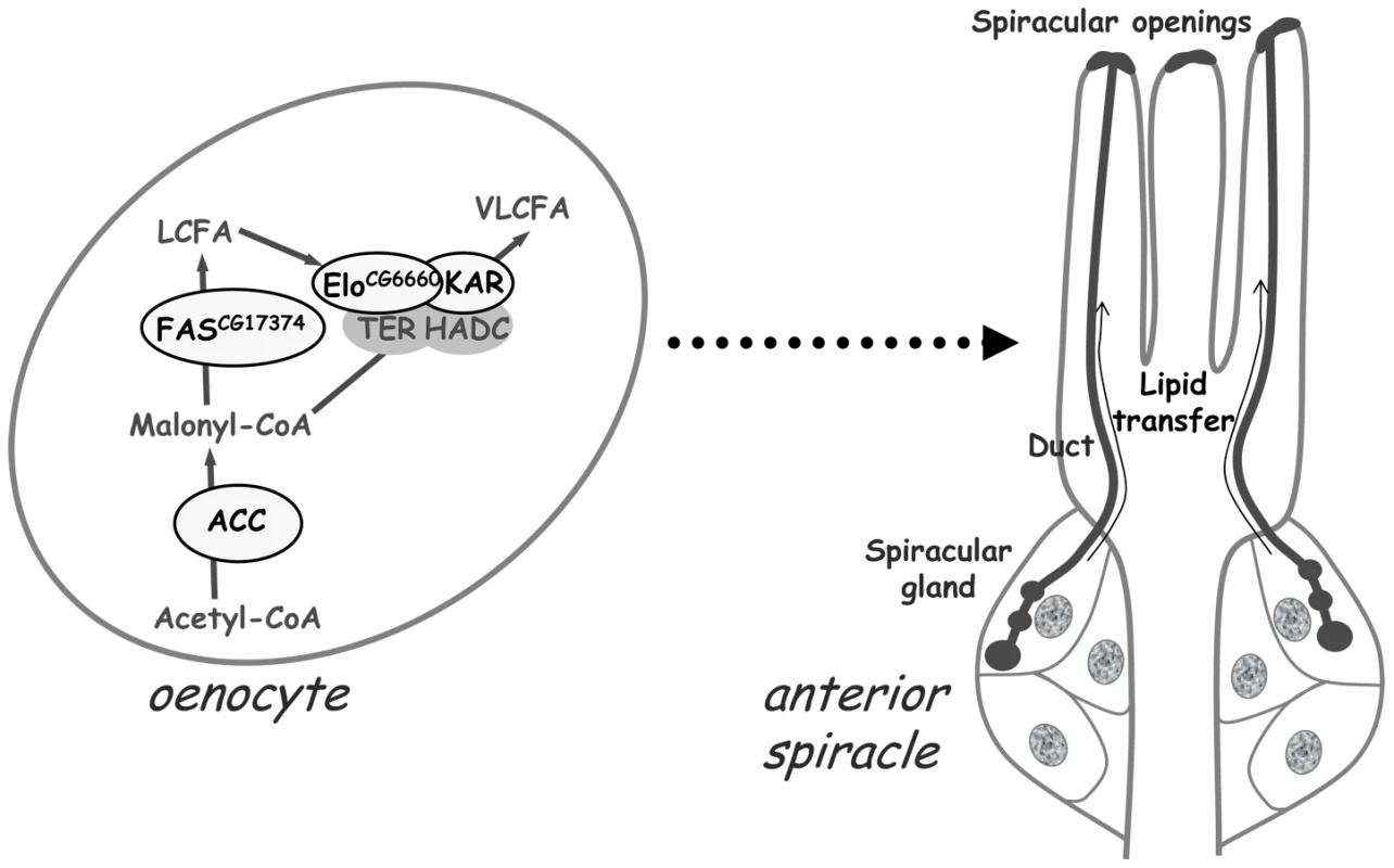 A VLCFA–dependent remote signal from the oenocytes controls lipid transfer within the spiracles.
