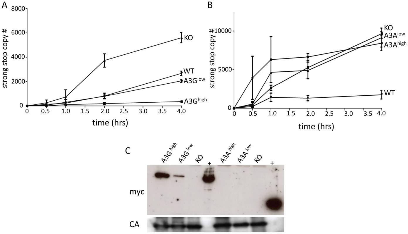 A3G but not A3A is packaged into M-MLV and inhibits reverse transcription.