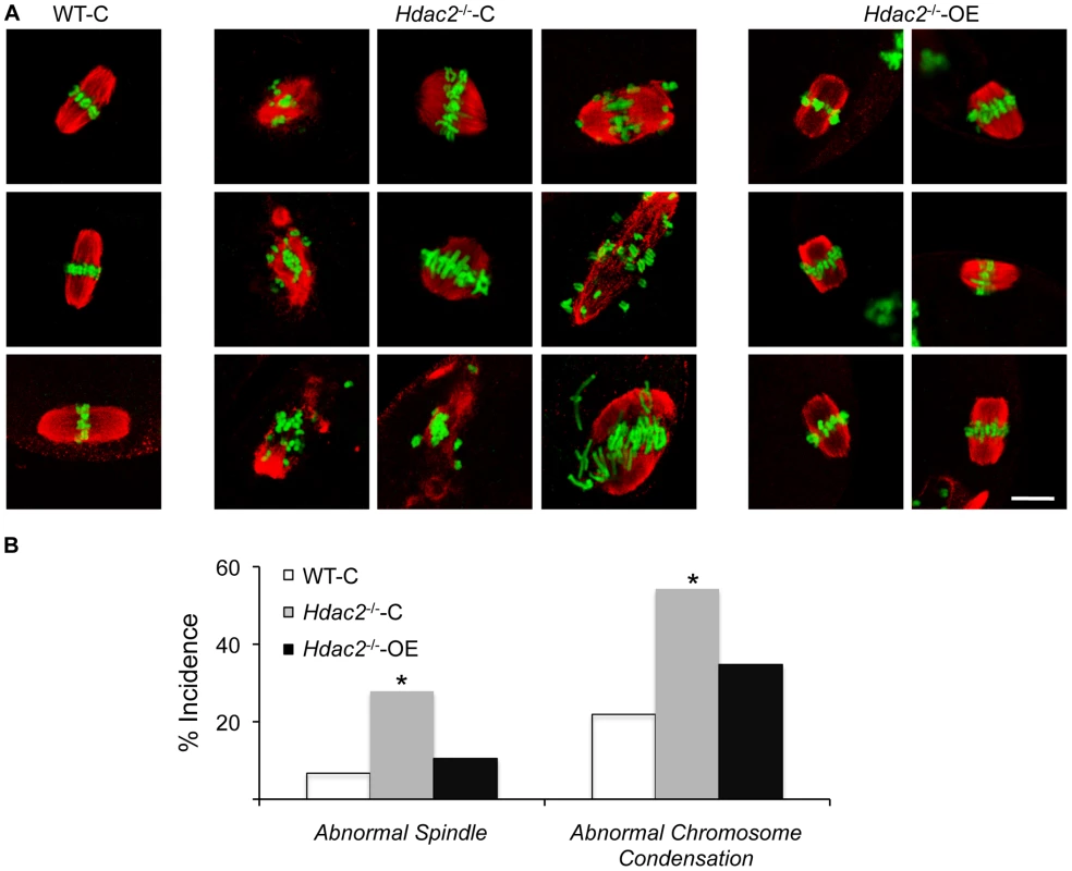 Expression of HDAC2 in <i>Hdac2<sup>−/−</sup></i> oocytes restores normal chromosome condensation and spindle formation in MII eggs.
