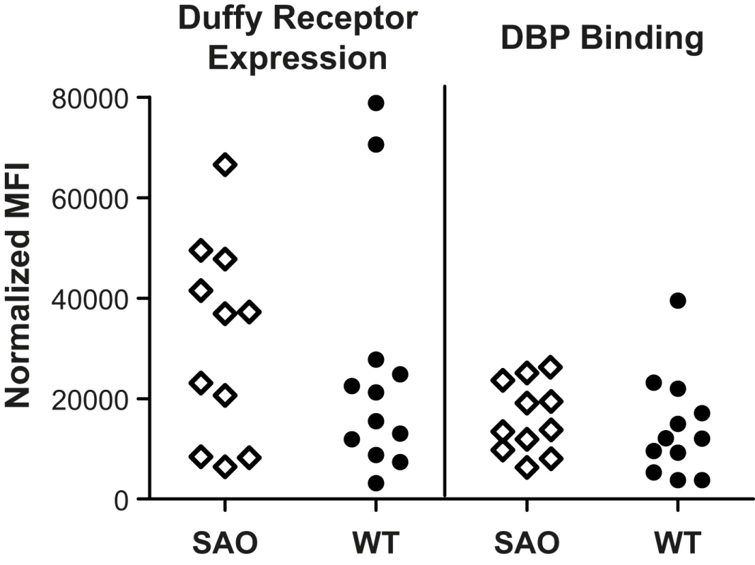Duffy receptor expression on erythrocytes as measured by mAb Fy6 on SAO and non-SAO cells (left panel) and binding of PvDBPII to its' receptor on SAO and non-SAO cells (right panel).