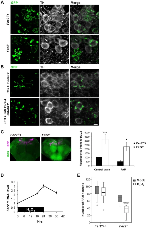 <i>Fer2</i> protects PAM neurons from oxidative stress.