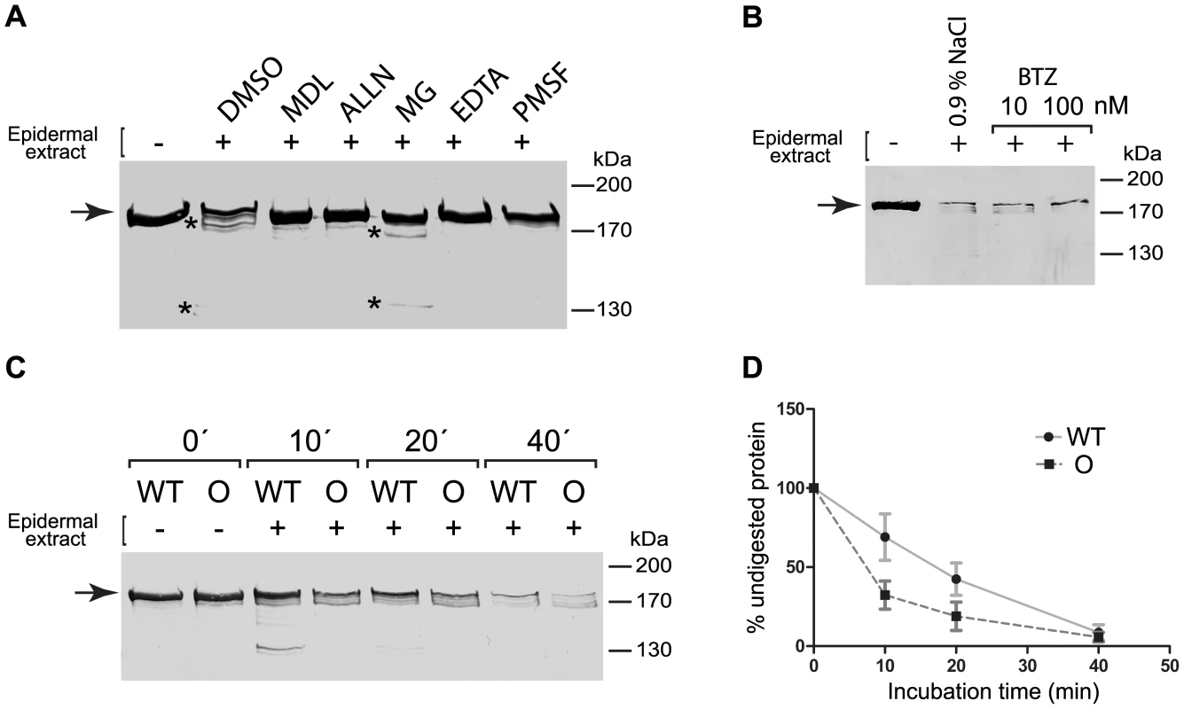 The Ogna mutation sensitizes plectin's RD to degradation by epidermis-specific proteolytic activities.