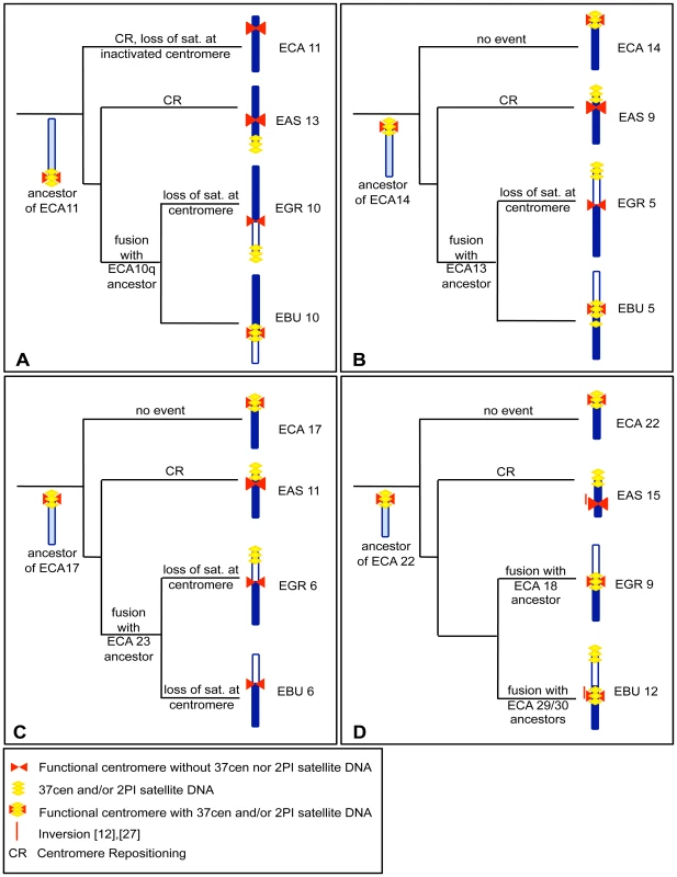 Phylogeny of centromere position and satellite DNA localization in four groups of orthologous chromosomes.