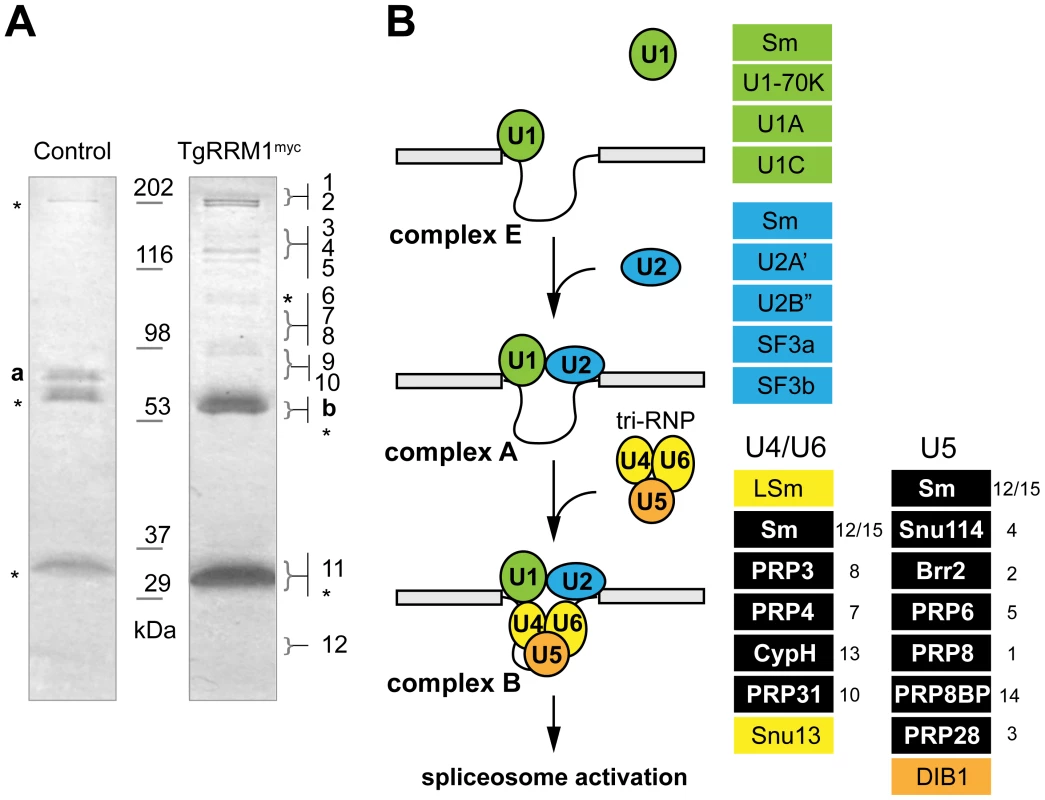 TgRRM1 is associated with U4/U6.U5 subcomplex of the spliceosome.