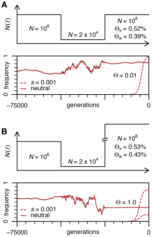 Population dynamics of neutral and adaptive alleles in a population with a bottleneck.