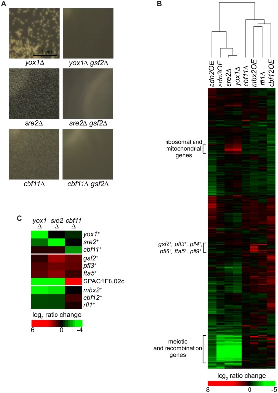 Regulation of flocculation by Yox1, Sre2, and Cbf11.