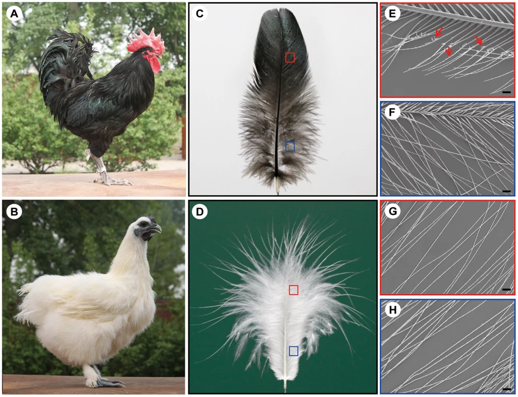 The wild-type and silky-feather phenotype in chickens.