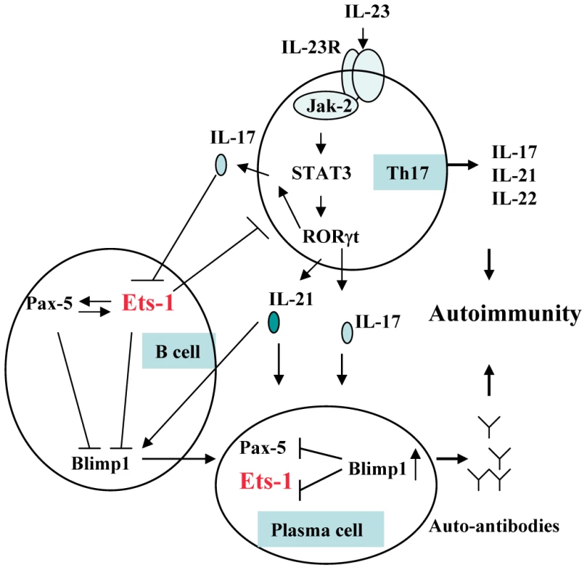 Involvement of &lt;i&gt;ETS1&lt;/i&gt; in Th17 cell and B lymphocyte development and autoimmunity.