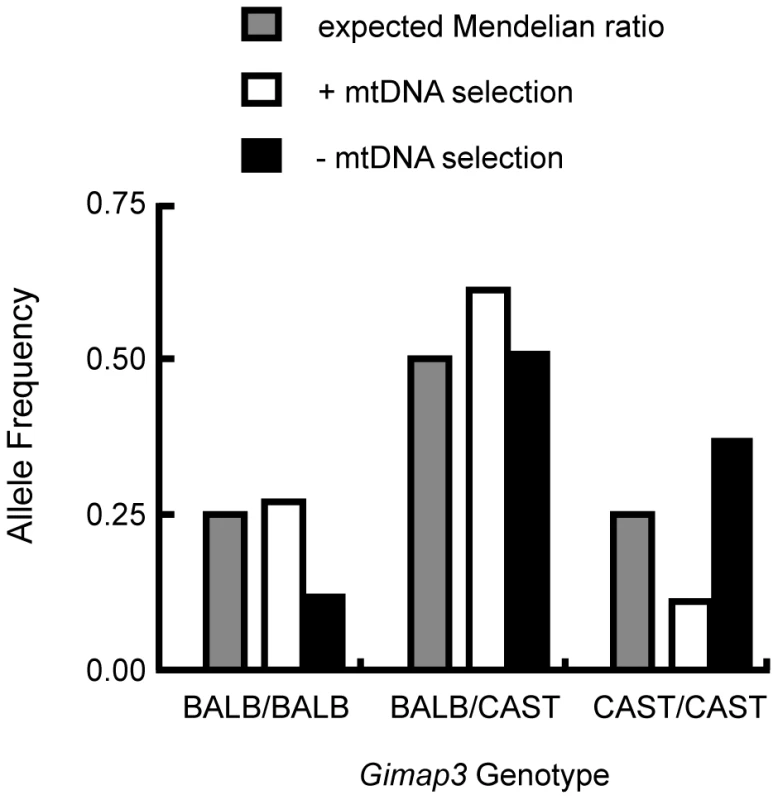 Enrichment of the CAST/Ei <i>Gimap3</i> allele in three-month-old F2 mice with no mtDNA selection.