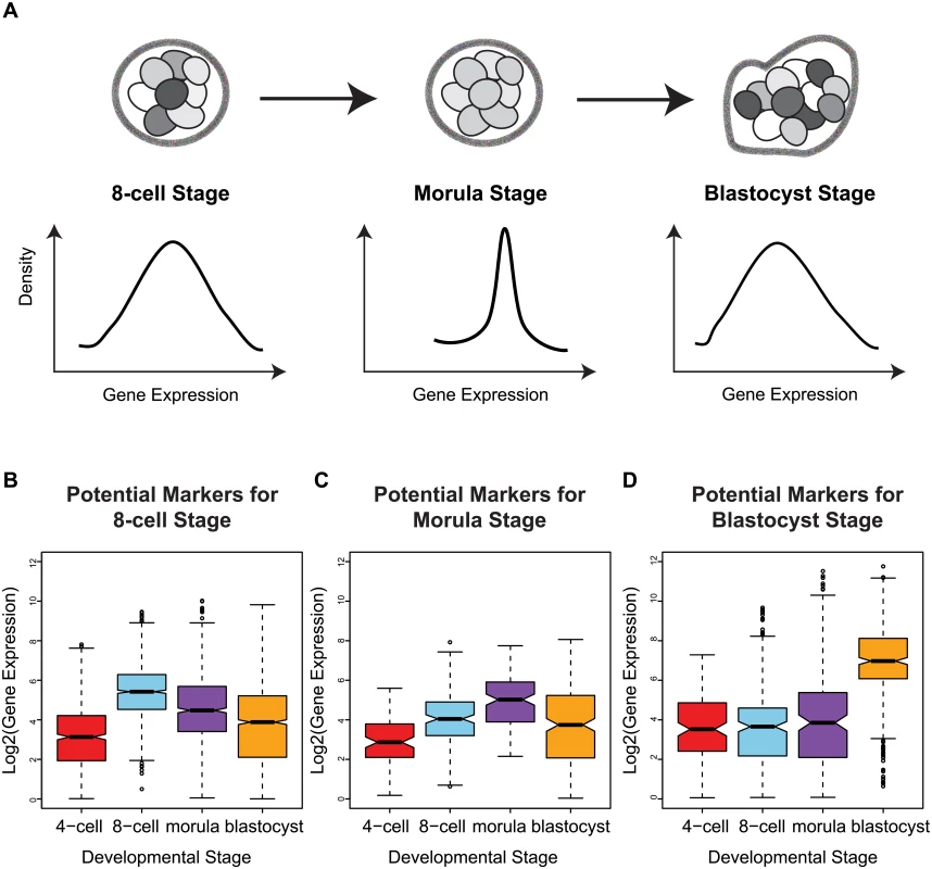 Stage-specific variability markers are based on changes in inter-cellular variability.