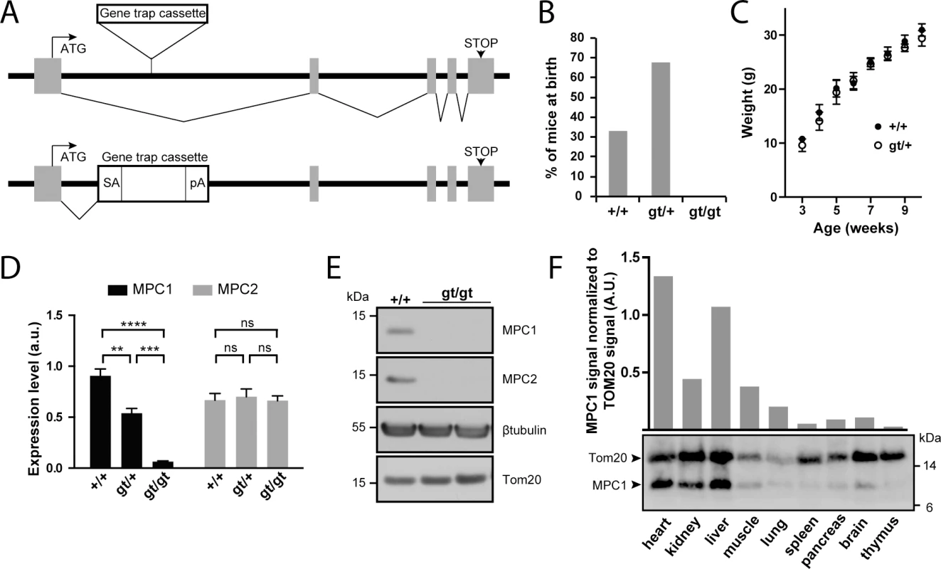 Disruption of the <i>MPC1</i> gene in mice.