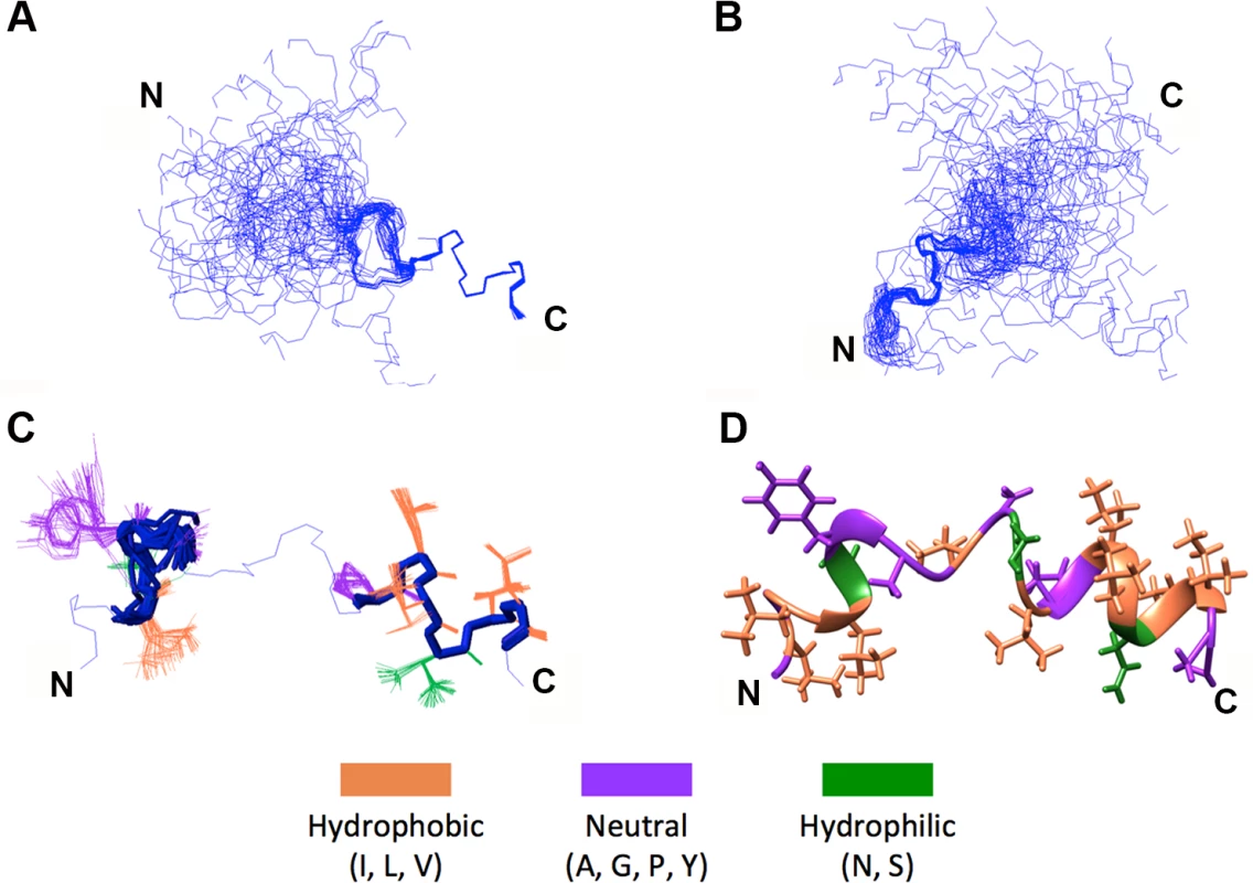 NMR structural determination of a helix-loop-helix conformation in p15HPpep.
