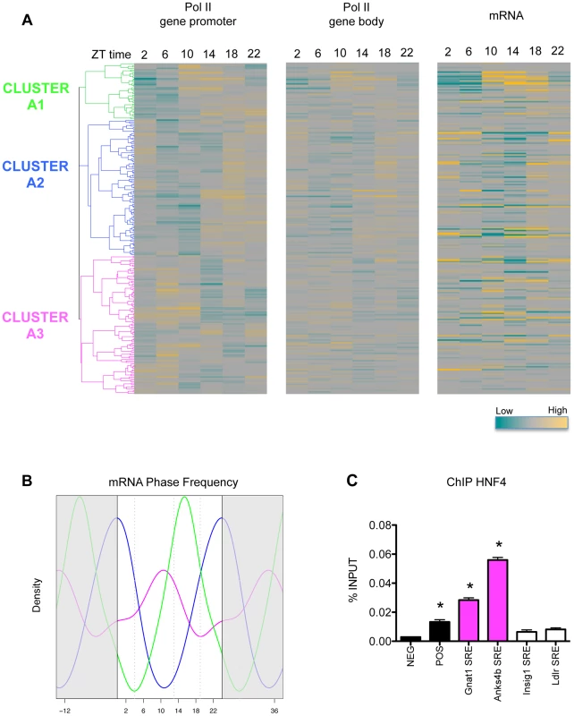 Pol II recruitment on SREBP1 target genes is not always synchronized with SREBP1 binding.