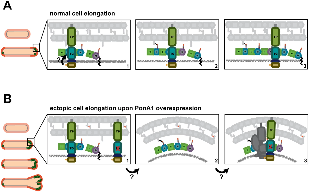A model for how PonA1 promotes cell elongation in mycobacteria.