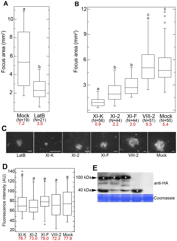 Effects of LatB treatment and myosin tail expression on cell-to-cell movement of GFLV.