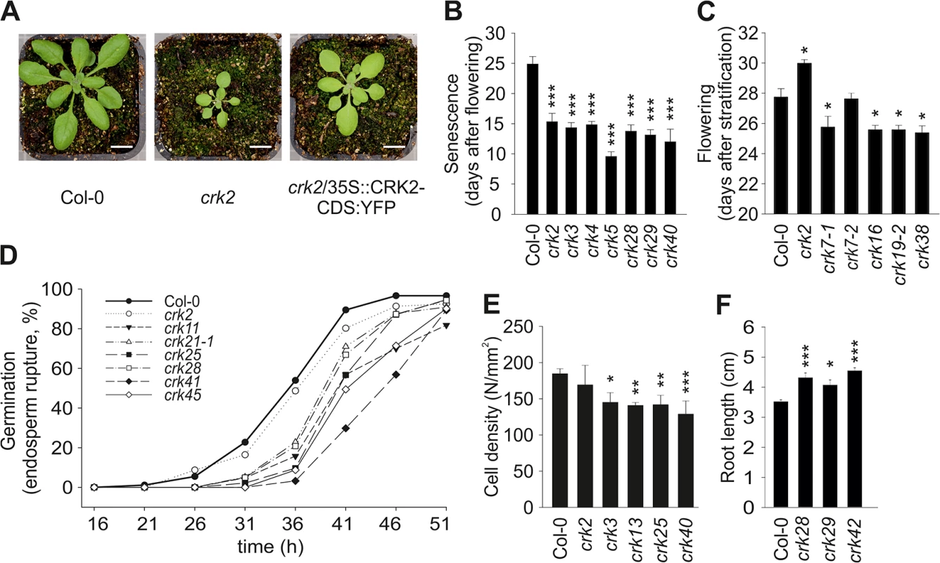 Plant development is affected in several <i>crk</i> mutants.