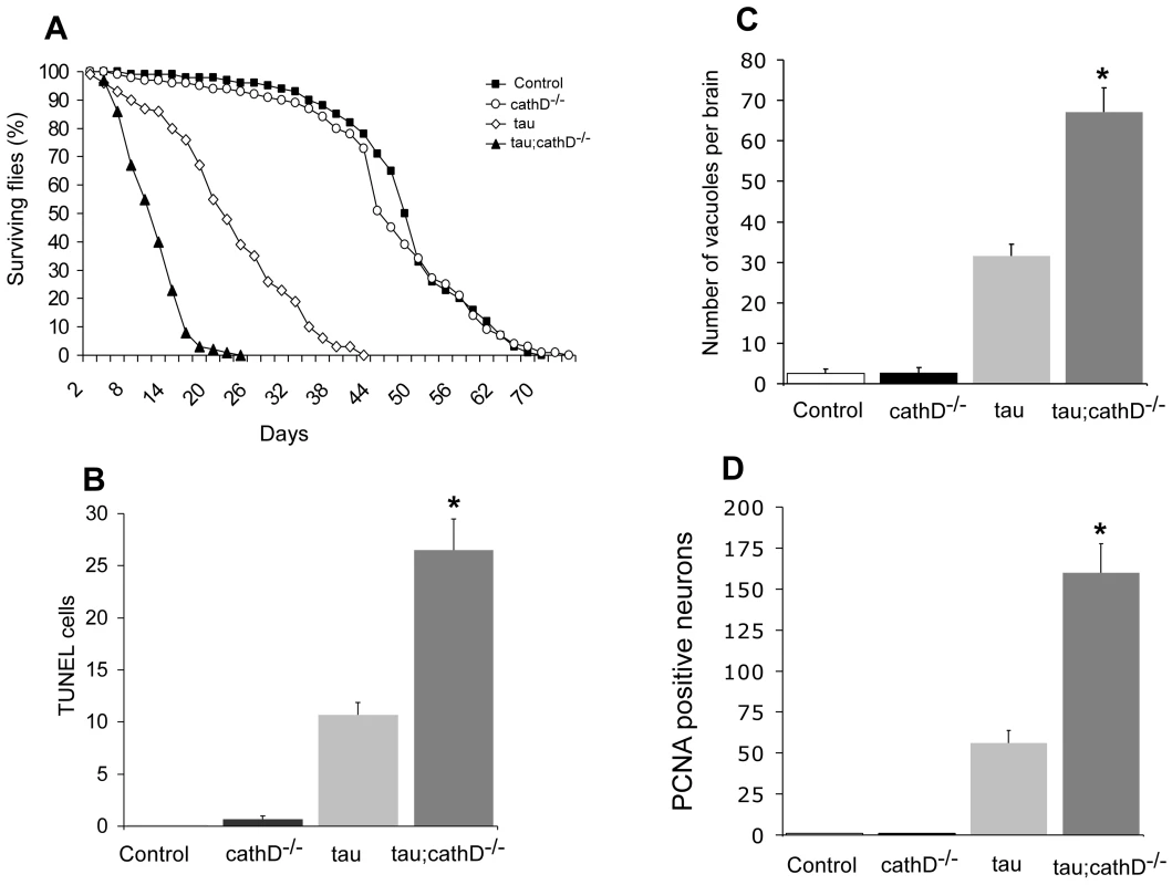 Neurotoxicity of human tau is markedly increased in the absence of cathepsin D.