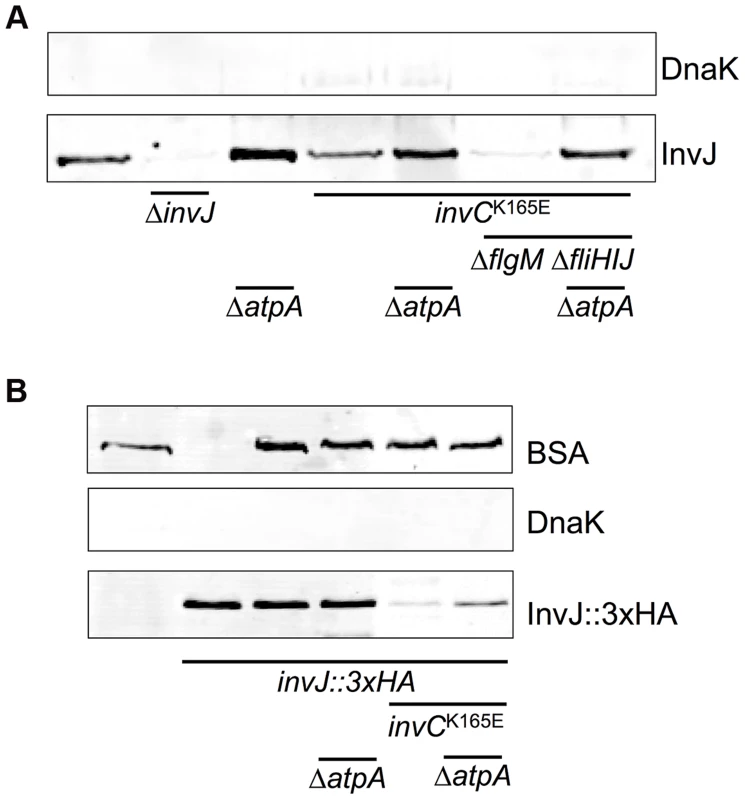 Protein secretion via the vT3SS in a catalytically-inactive ATPase mutant strain is rescued by deletion of <i>atpA</i>.