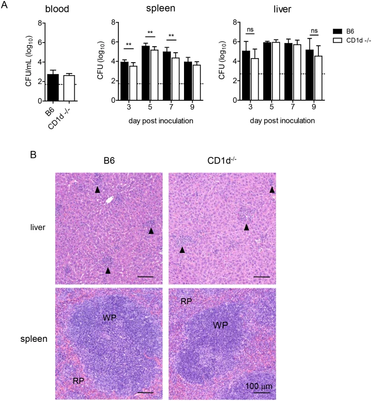 CD1d<sup>-/-</sup> mice have reduced splenic LVS burden but no difference in the liver.