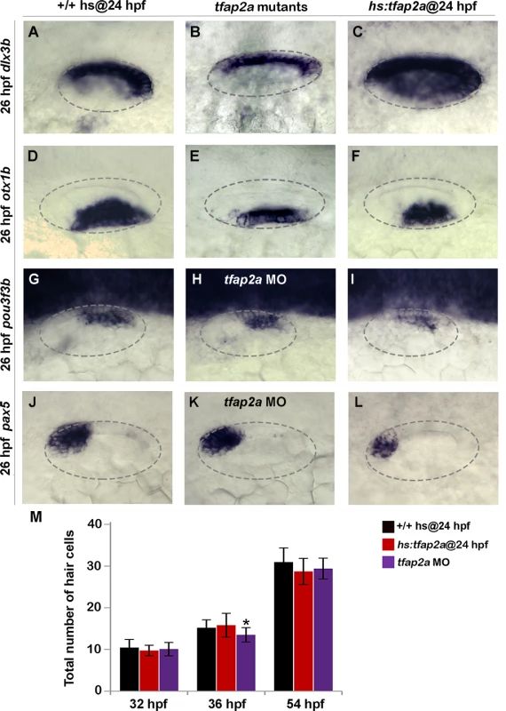 Effects of <i>tfap2a</i> knockdown and overexpression on otic vesicle patterning.