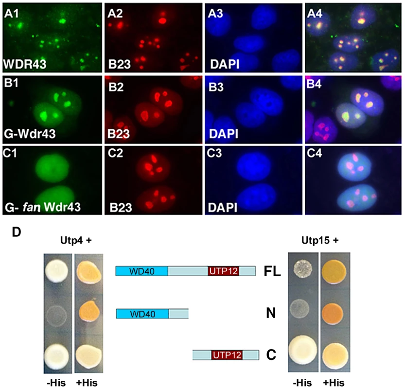 Subcellular localization and Y2H analyses of wild type and <i>fan</i> mutant Wdr43.